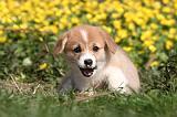 CORGI PEMBROKE 1175
